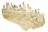 Mosasaur Jaw (Mandible) Section with Thirteen Teeth - Morocco #195778-6